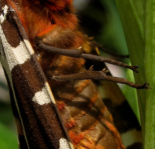Arctia caja
